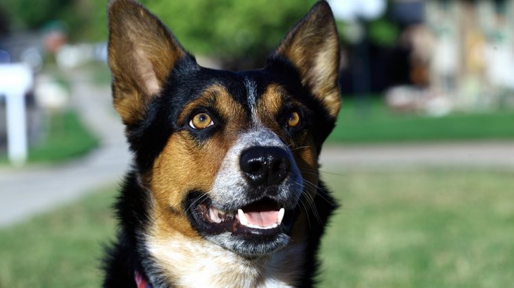 Dog won’t Listen Outside