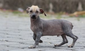 Ecuadorian Hairless Dog