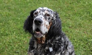 English Setter