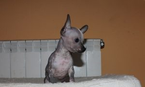 Hairless Chihuahua