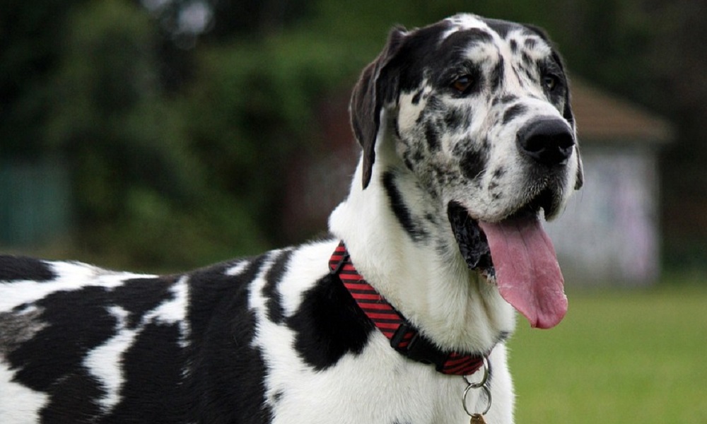 Health and Genetics of Harlequin Dogs