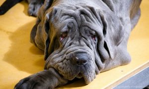 Neapolitan Mastiff