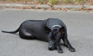 Thai Ridgeback