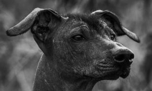 Xoloitzcuintli