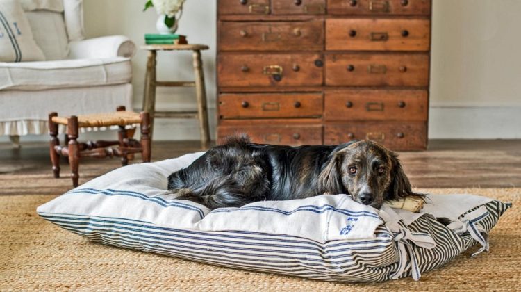 Best Dog Beds for Miniature Schnauzers