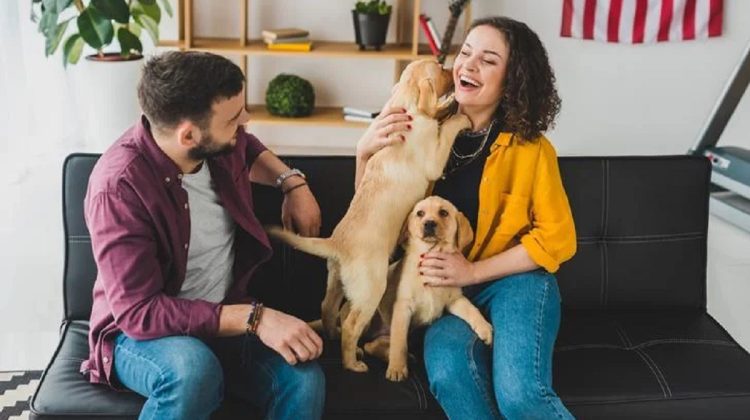 Why Does My Dog Prefer My Husband
