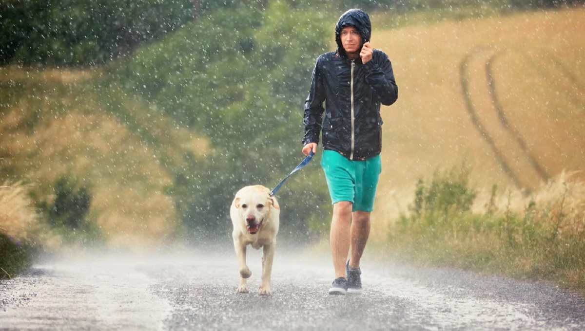Should I Walk My Dog in The Rain
