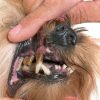 What Age Does a Dog Lose Teeth