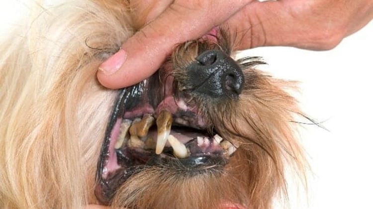 What Age Does a Dog Lose Teeth