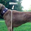 What are Dog Withers