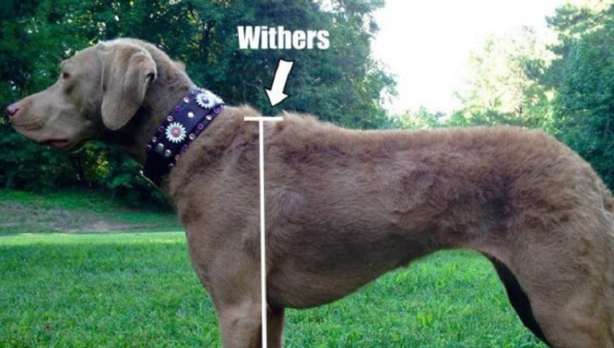 What are Dog Withers