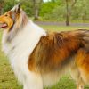 What Breed is Lassie Dog