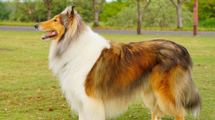 What Breed is Lassie Dog