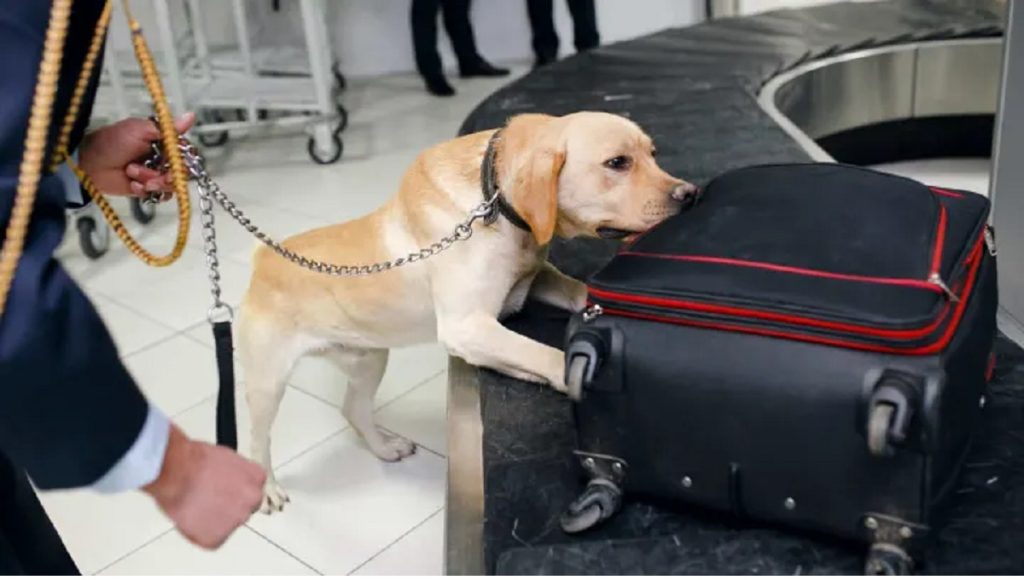 What Can Sniffer Dogs Smell? Dog Guide Reviews