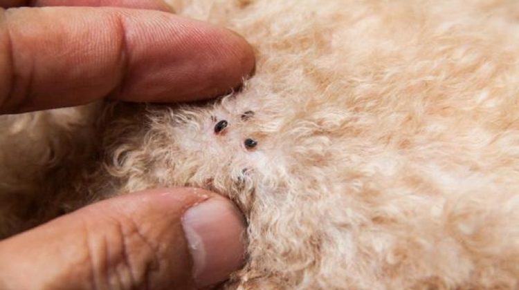 What Happens If You Worm a Pregnant Dog?