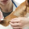 Is It Legal to Remove a Dog's Microchip