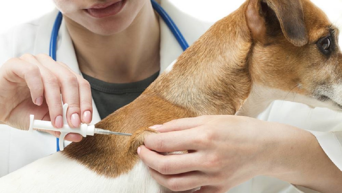 Is It Legal to Remove a Dog's Microchip