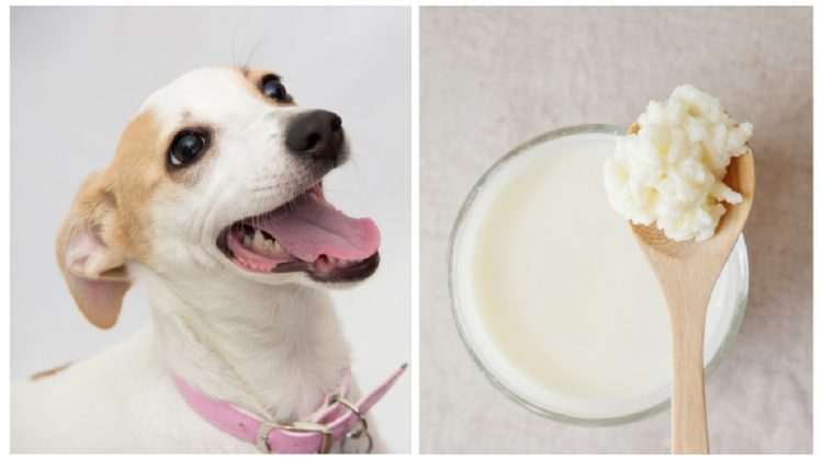 Is Kefir Good for Dogs?