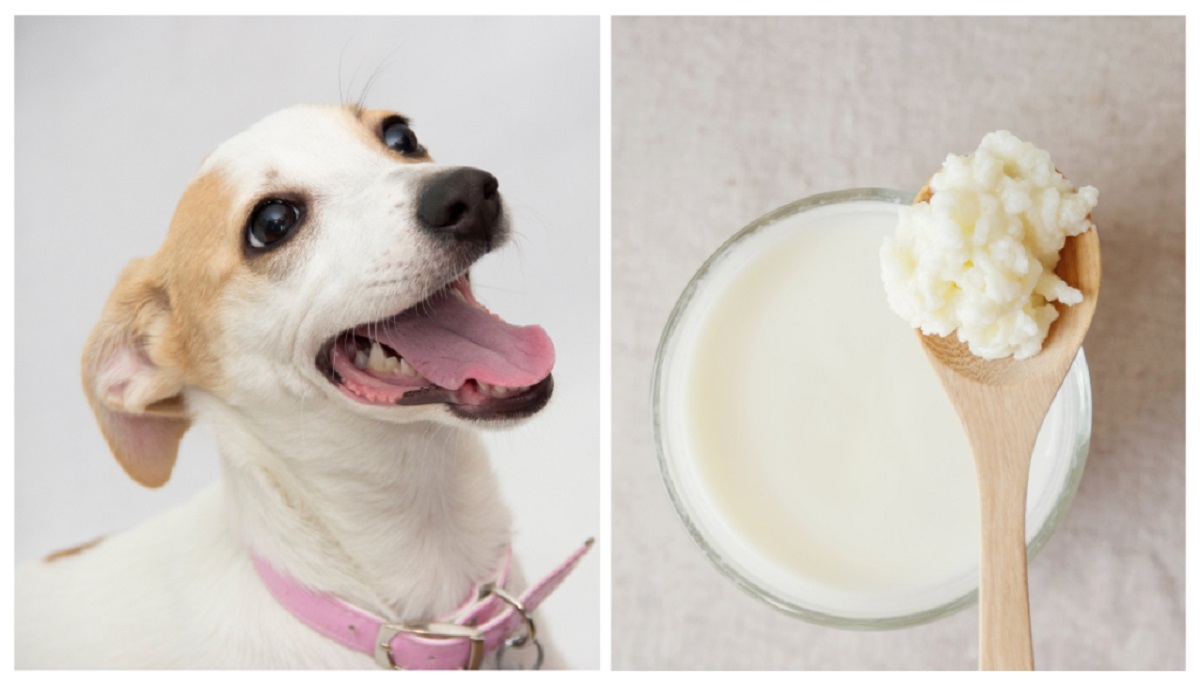 Is Kefir Good for Dogs?