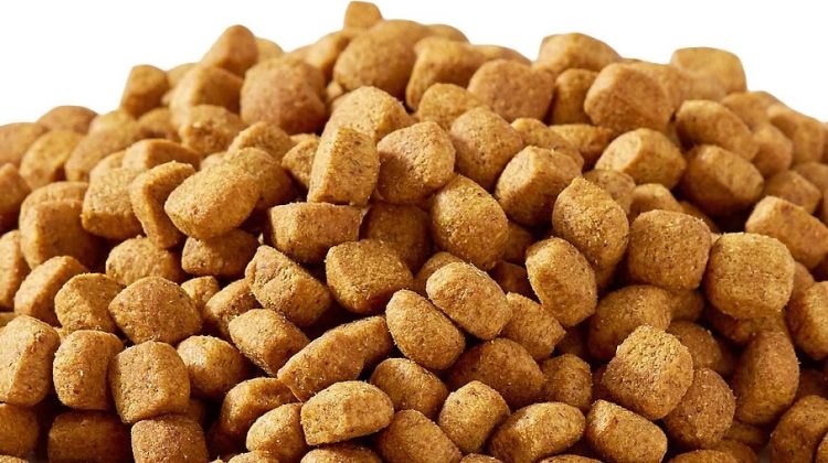 Is Kibble Bad for Dogs?