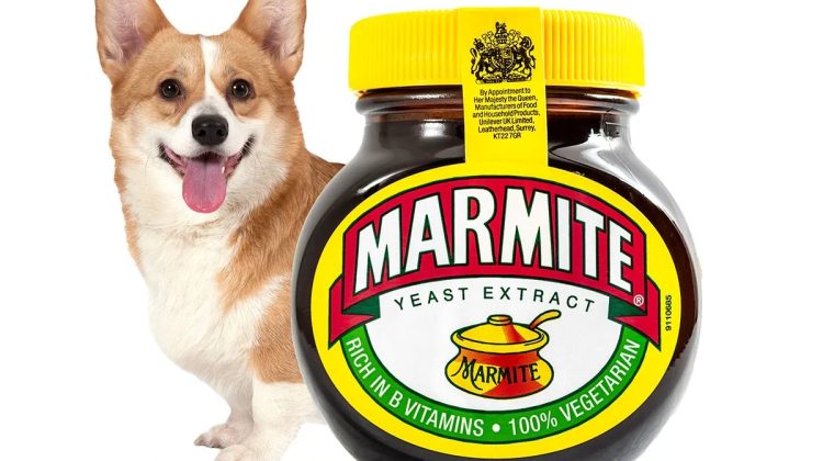 Is Marmite Okay for Dogs