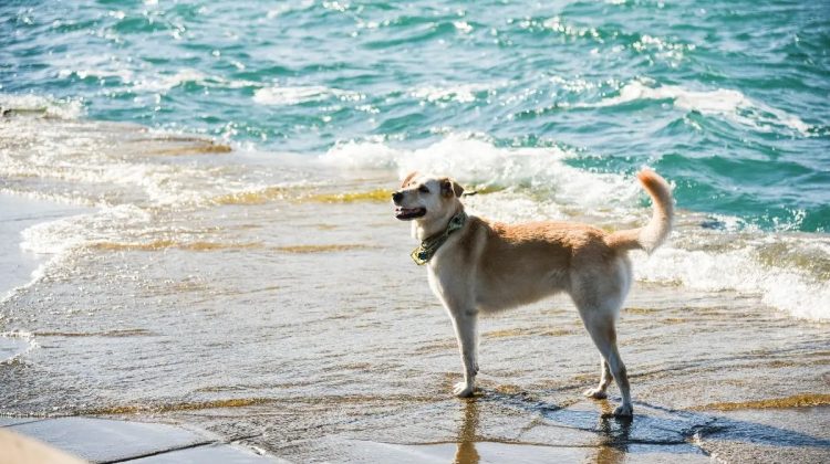 Is Ogmore Beach Dog Friendly