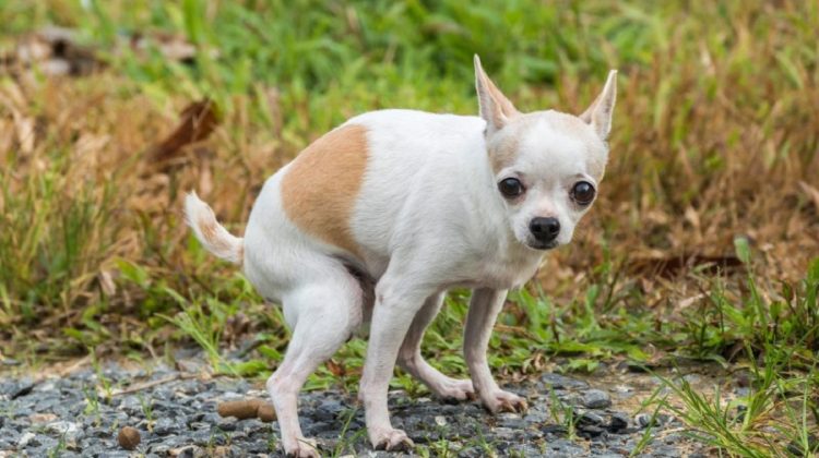 Should I Exercise My Dog When He Has Diarrhea