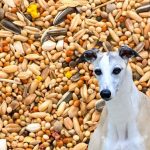 Can Dogs Eat Bird Seeds