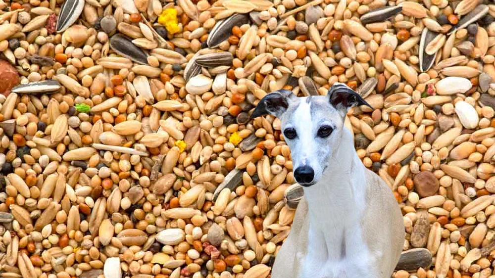 Can Dogs Eat Bird Seeds